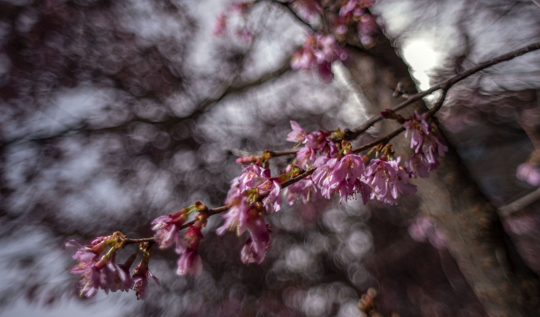 Flowering Tree-01